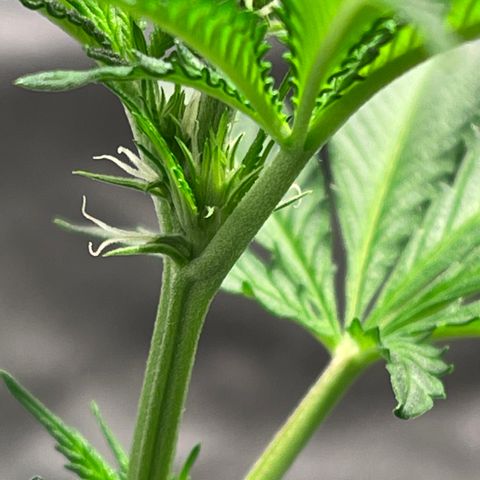Bruce banger 3 growlog timeline photo