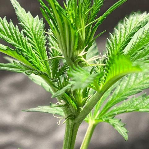 Bruce banger 3 growlog timeline photo