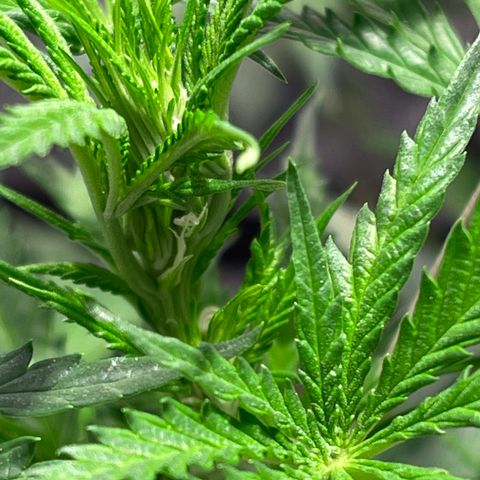 Bruce banger 1 growlog timeline photo