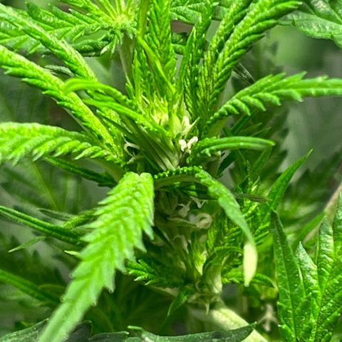 Bruce banger 1 growlog timeline photo