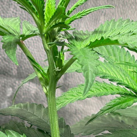 Redbeards cookies 2 growlog timeline photo