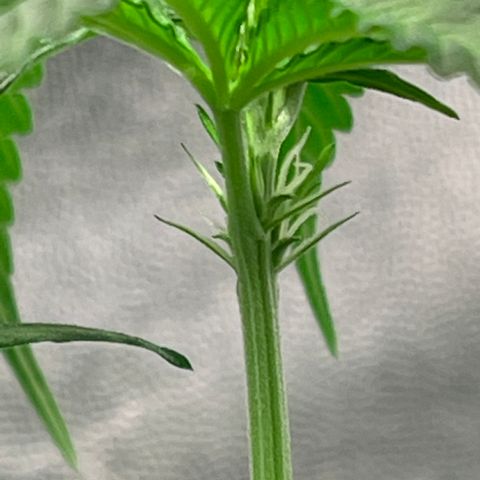 Redbeards cookies 2 growlog timeline photo