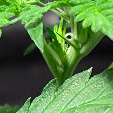 Redbeards cookies 2 growlog timeline photo