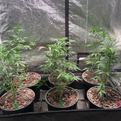 Bruce banger 3 growlog timeline photo