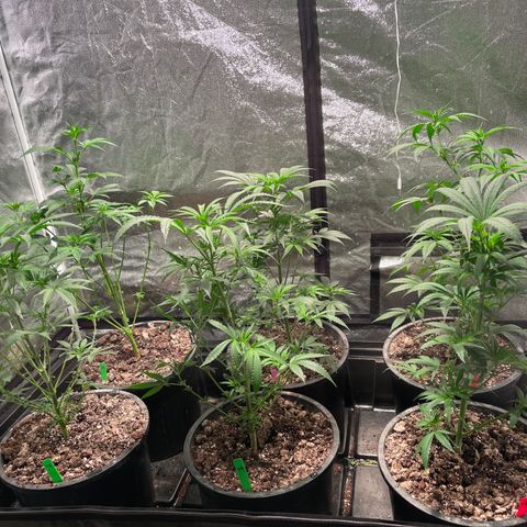 Bruce banger 3 growlog timeline photo