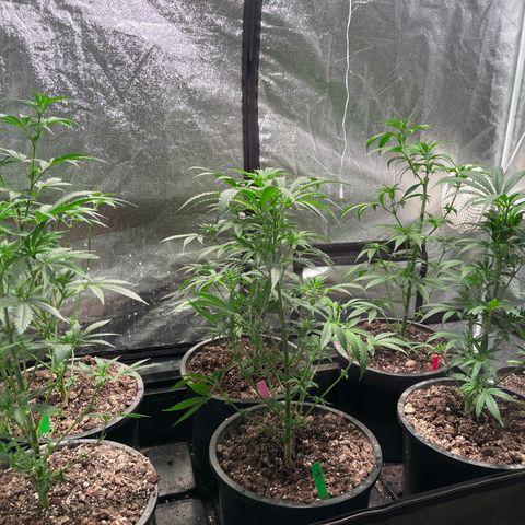 Bruce banger 3 growlog timeline photo