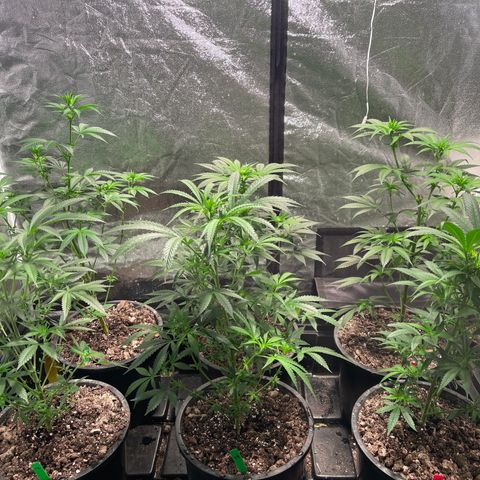 Bruce banger 3 growlog timeline photo