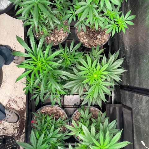 Bruce banger 3 growlog timeline photo