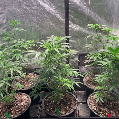 Bruce banger 3 growlog timeline photo