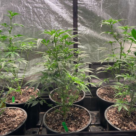 Bruce banger 3 growlog timeline photo