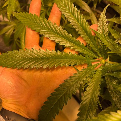 Bruce banger 3 growlog timeline photo