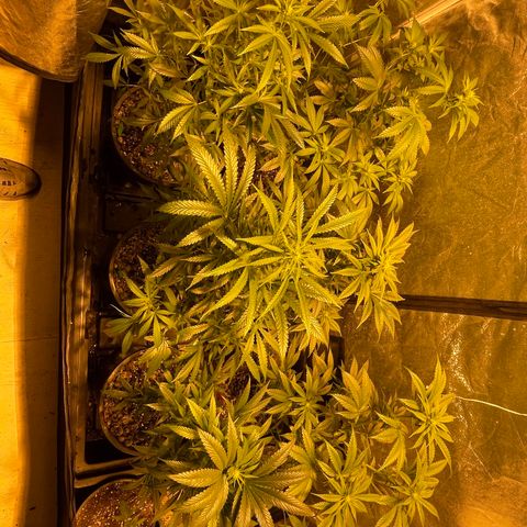 Bruce banger 3 growlog timeline photo