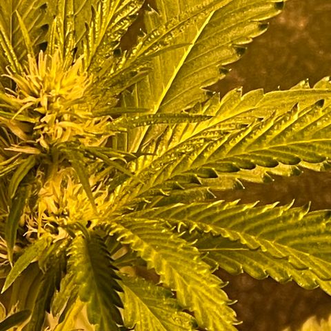Bruce banger 3 growlog timeline photo