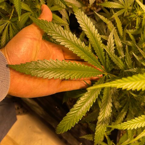 Bruce banger 3 growlog timeline photo
