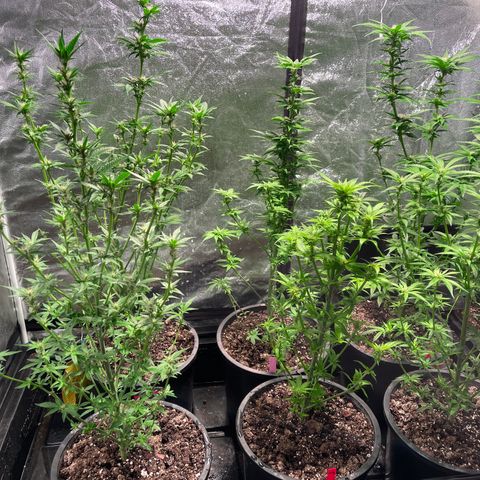 Bruce banger 3 growlog timeline photo