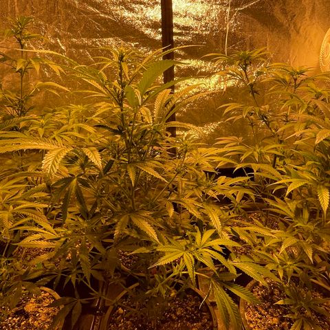 Bruce banger 3 growlog timeline photo