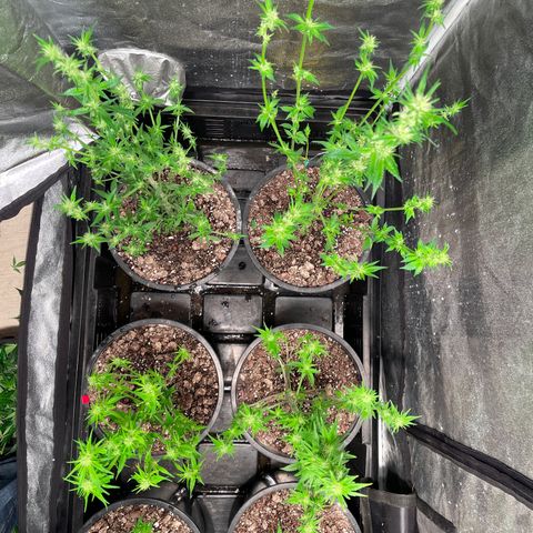 Bruce banger 3 growlog timeline photo
