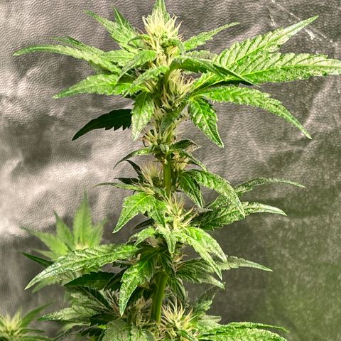 Bruce banger 3 growlog timeline photo
