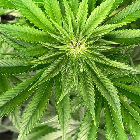Bruce banger 3 growlog timeline photo