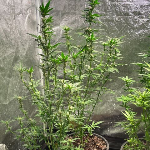 Bruce banger 3 growlog timeline photo