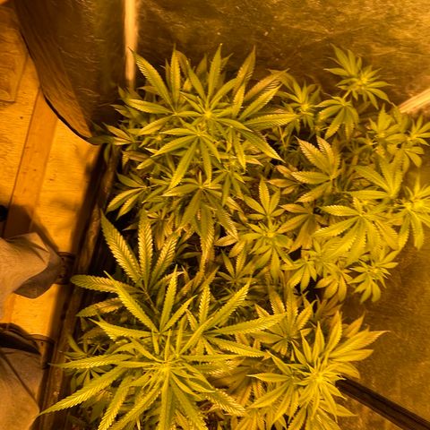 Bruce banger 3 growlog timeline photo
