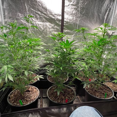 Bruce banger 3 growlog timeline photo