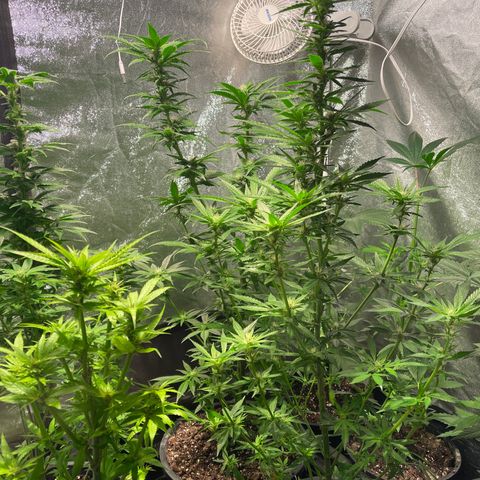 Bruce banger 3 growlog timeline photo