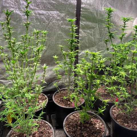 Bruce banger 3 growlog timeline photo