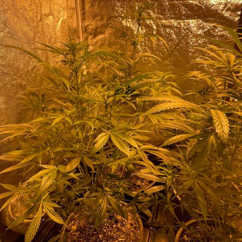 Bruce banger 3 growlog timeline photo