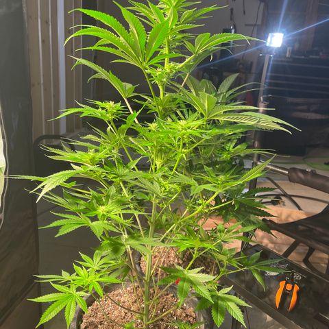 Wedding cake growlog timeline photo