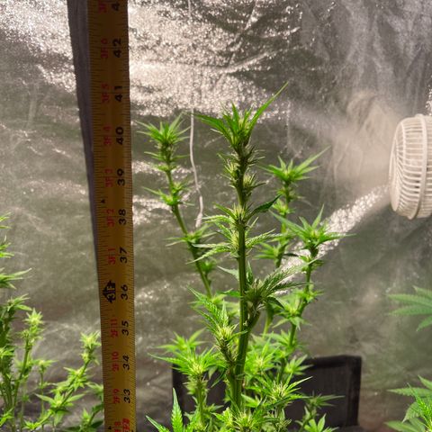 Bruce banger 1 growlog timeline photo
