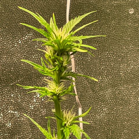 Redbeards cookies 2 growlog timeline photo