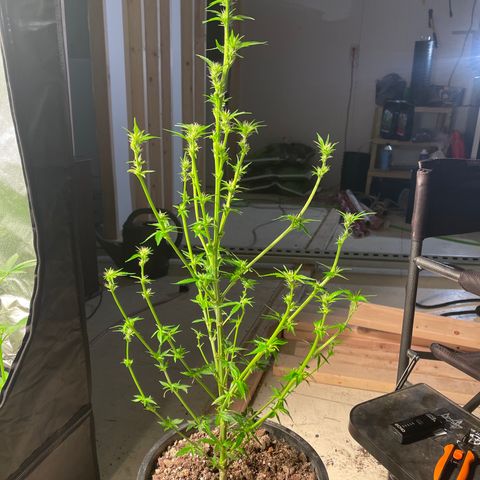 Bruce banger 1 growlog timeline photo