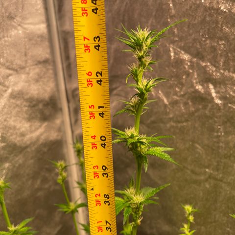 Bruce banger 3 growlog timeline photo