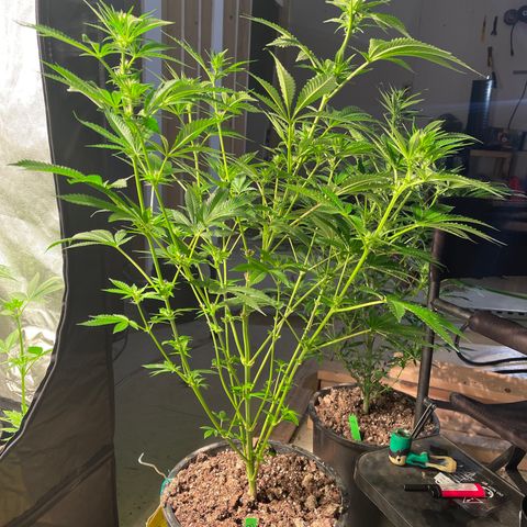 Bruce banger 3 growlog timeline photo