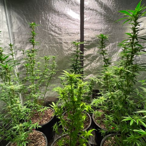 Bruce banger 3 growlog timeline photo