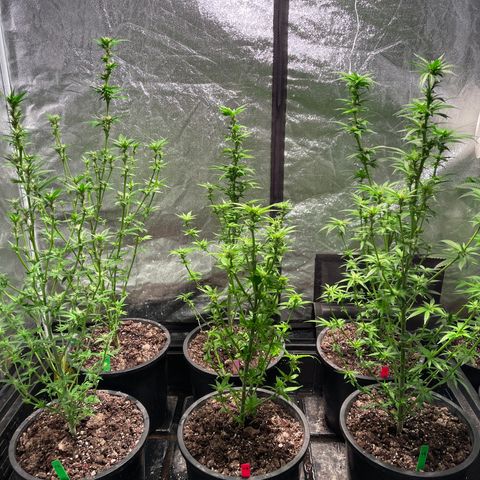 Bruce banger 3 growlog timeline photo