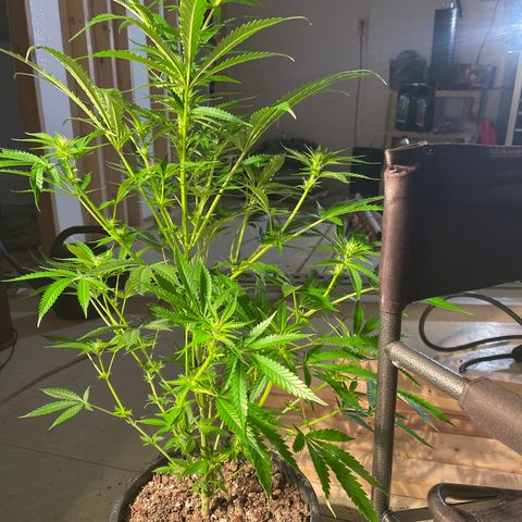 Bruce banger 1 growlog timeline photo