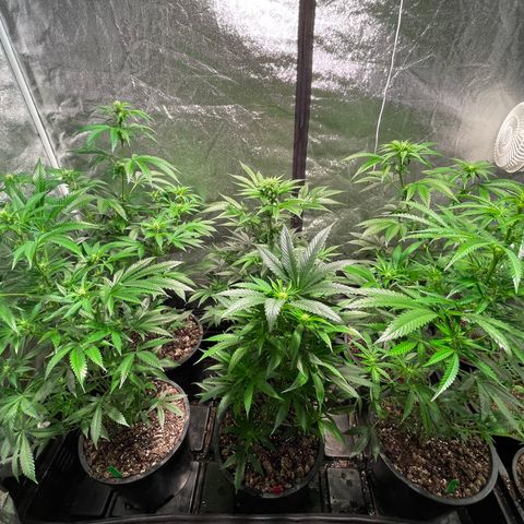 Bruce banger 3 growlog timeline photo