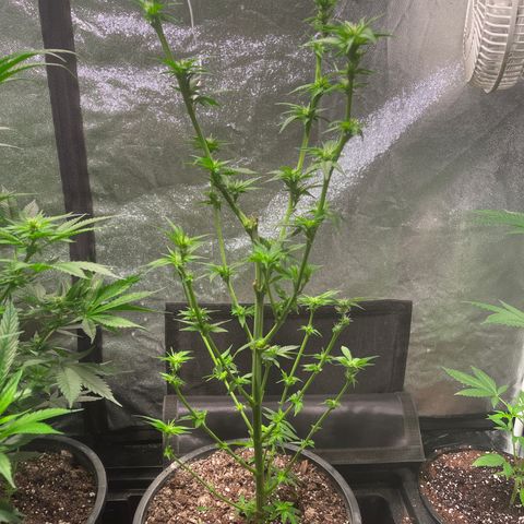 Redbeards cookies 2 growlog timeline photo
