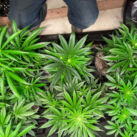 Bruce banger 3 growlog timeline photo