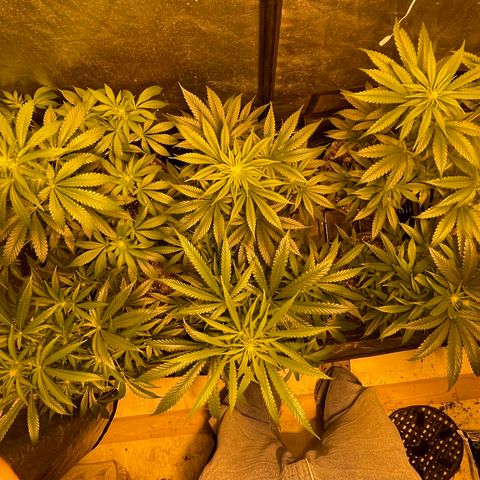 Bruce banger 3 growlog timeline photo