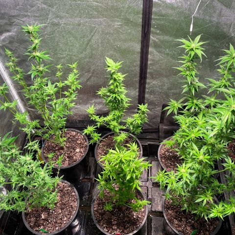 Bruce banger 3 growlog timeline photo