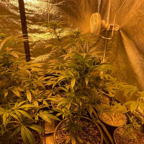 Bruce banger 3 growlog timeline photo