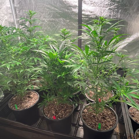 Bruce banger 3 growlog timeline photo