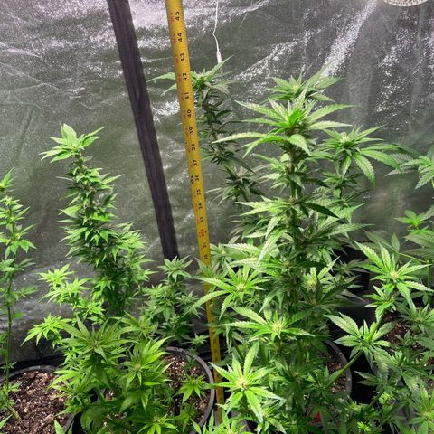 Bruce banger 3 growlog timeline photo