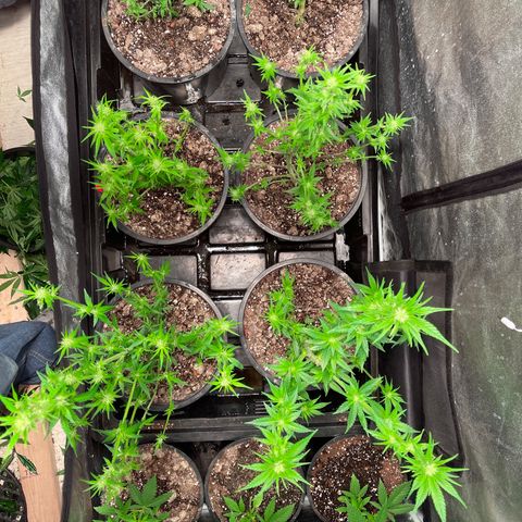 Bruce banger 3 growlog timeline photo