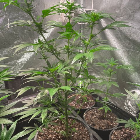 Redbeards cookies 2 growlog timeline photo