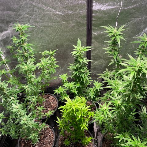 Bruce banger 3 growlog timeline photo