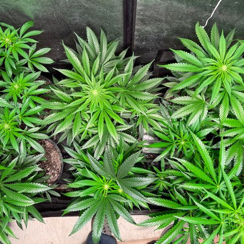 Bruce banger 3 growlog timeline photo